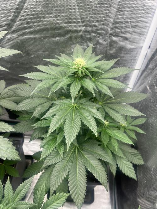 Monster Maker. Sweetseeds. Week 9