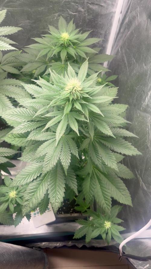 Monster Maker. Sweetseeds