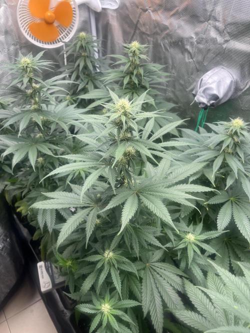 Gorilla Girl F1. Sweetseeds. Week 9