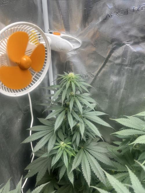 Gorilla Girl F1. Sweetseeds. Week 9