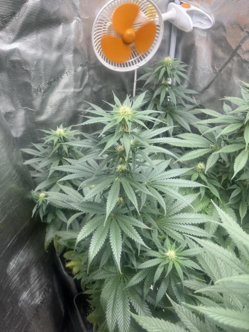Gorilla Girl F1. Sweetseeds. Week 9