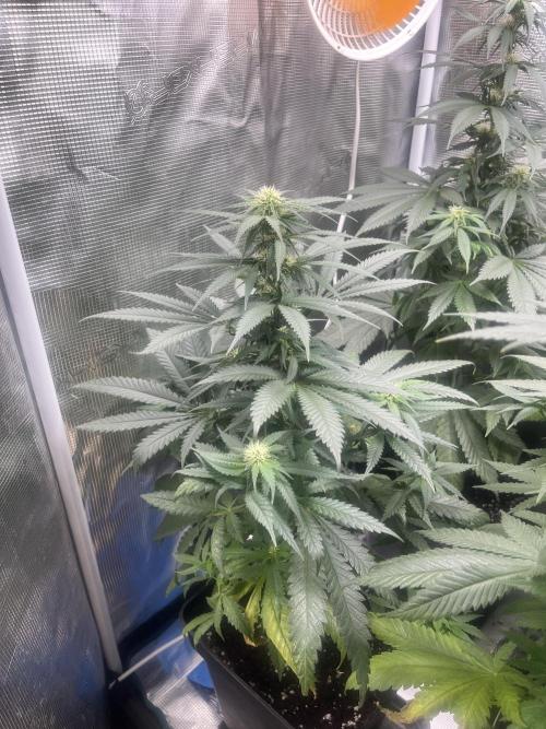 Gorilla Girl F1. Sweetseeds. Week 9