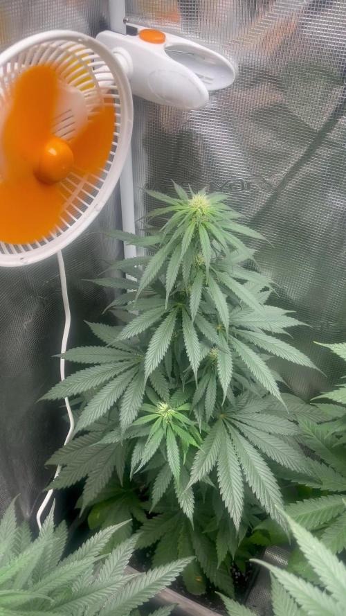 Gorilla Girl F1. Sweetseeds
