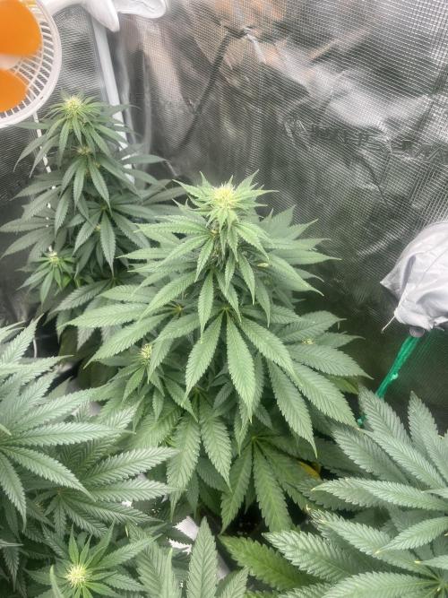 Mental Rainbow fast. Sweetseeds. Week 9