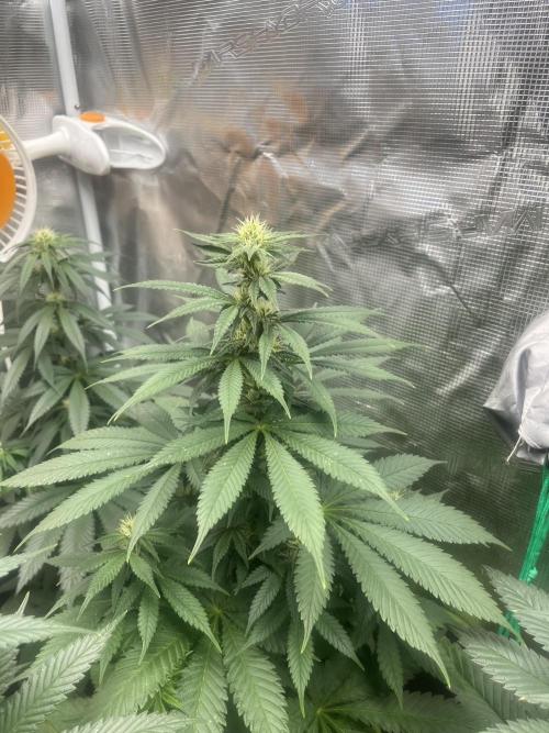 Mental Rainbow fast. Sweetseeds. Week 9