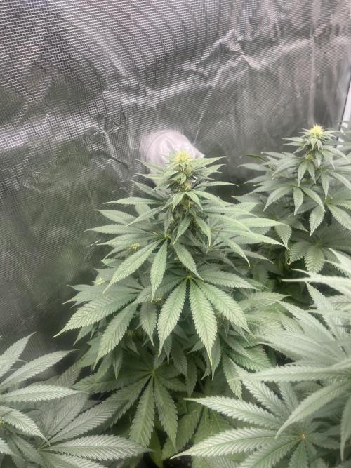 Mental Rainbow fast. Sweetseeds. Week 9