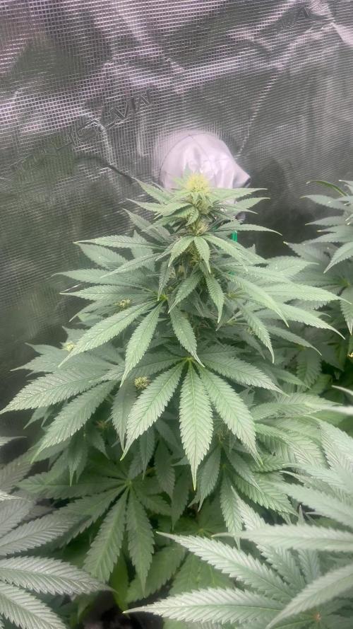 Mental Rainbow fast. Sweetseeds