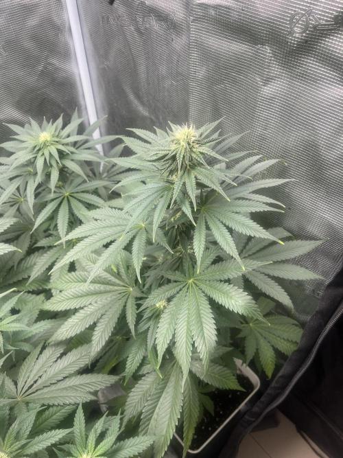Purple Lemonade FF. Fastbuds. Week 9