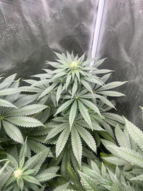 Purple Lemonade FF. Fastbuds. Week 9