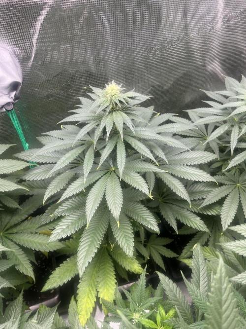 Purple Lemonade FF. Fastbuds. Week 9