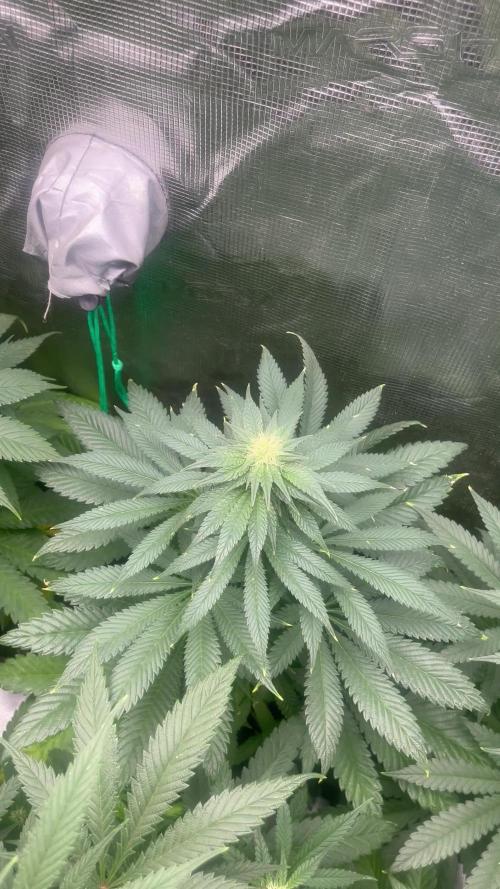 Purple Lemonade FF. Fastbuds