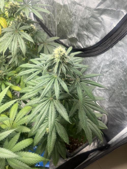 F.U.H. Seedstockers. Week 10