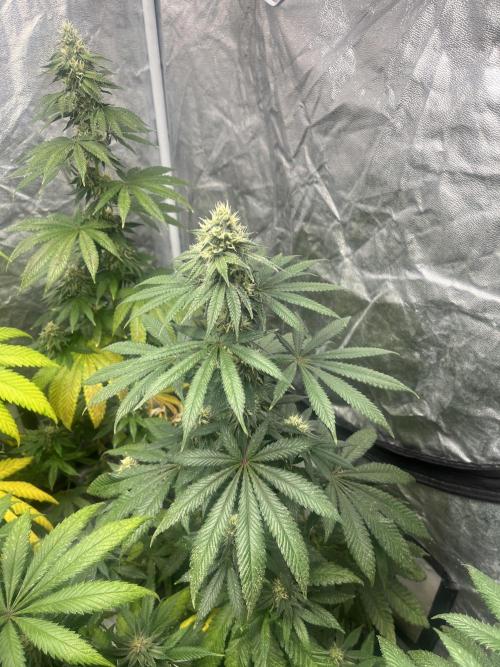 F.U.H. Seedstockers. Week 10
