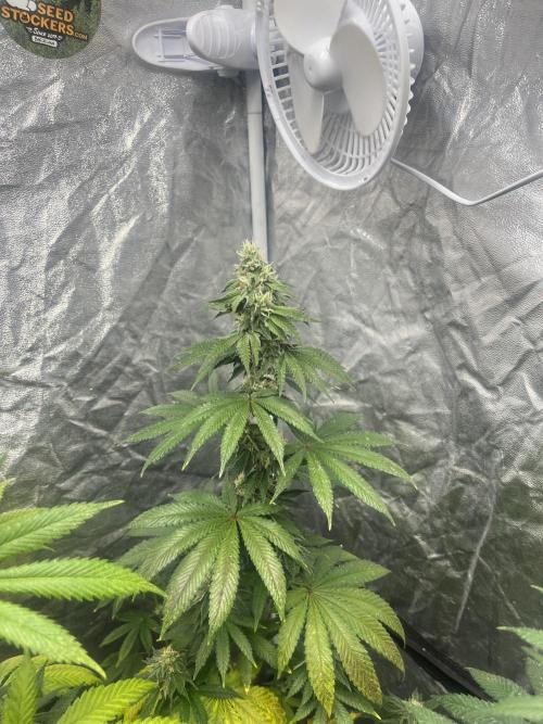 F.U.H. Seedstockers. Week 10