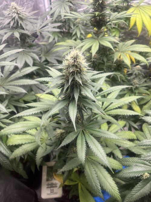 Forbidden Mochi. Seedstockers. Week 10