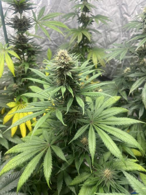 Forbidden Mochi. Seedstockers. Week 10