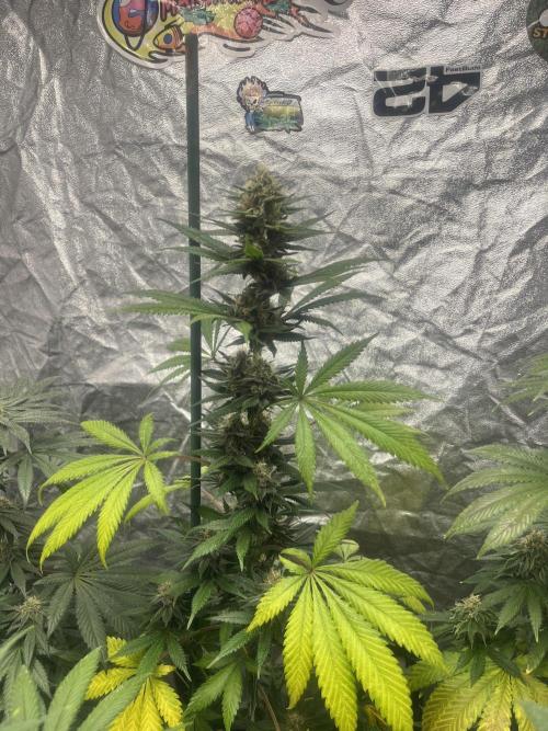 Forbidden Mochi. Seedstockers. Week 10