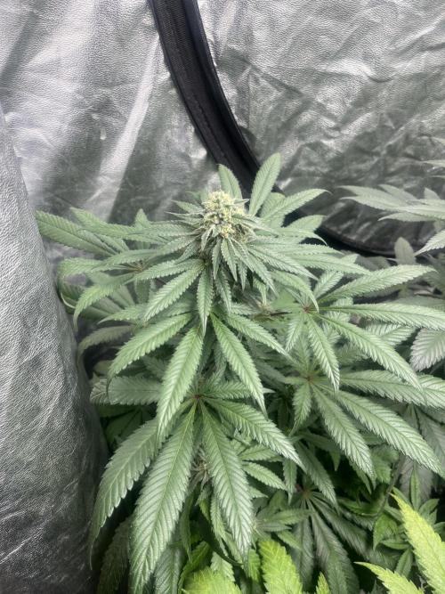 Mandarine Panties. Seedstockers. Week 10