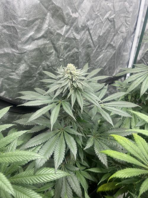 Mandarine Panties. Seedstockers. Week 10