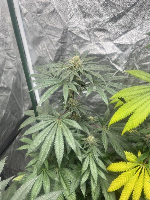 Mandarine Panties. Seedstockers. Week 10