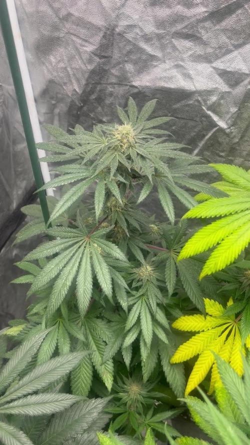 Mandarine Panties. Seedstockers