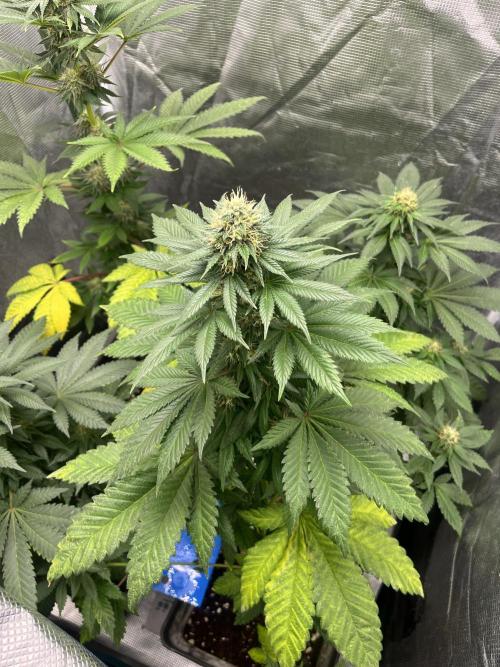 Monster Maker. Sweetseeds. Week 10