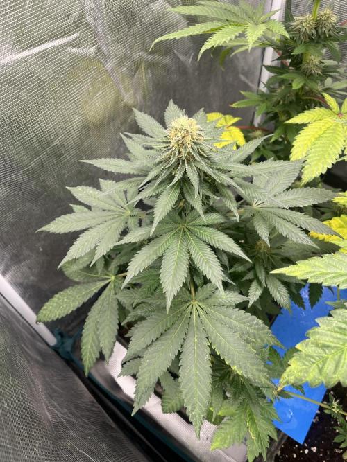 Monster Maker. Sweetseeds. Week 10