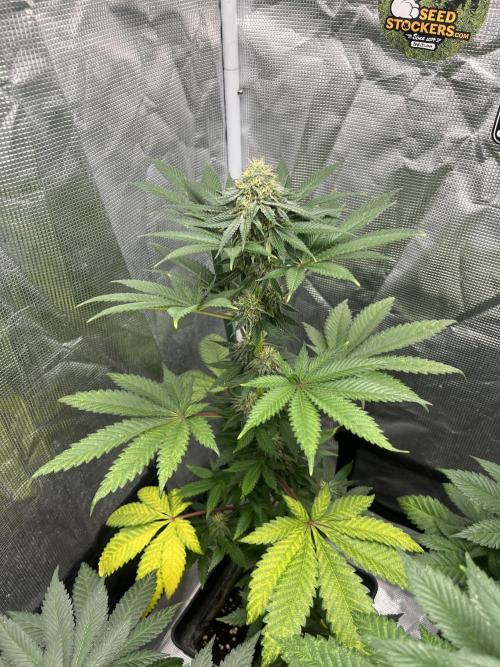 Monster Maker. Sweetseeds. Week 10