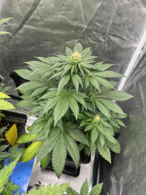 Monster Maker. Sweetseeds. Week 10
