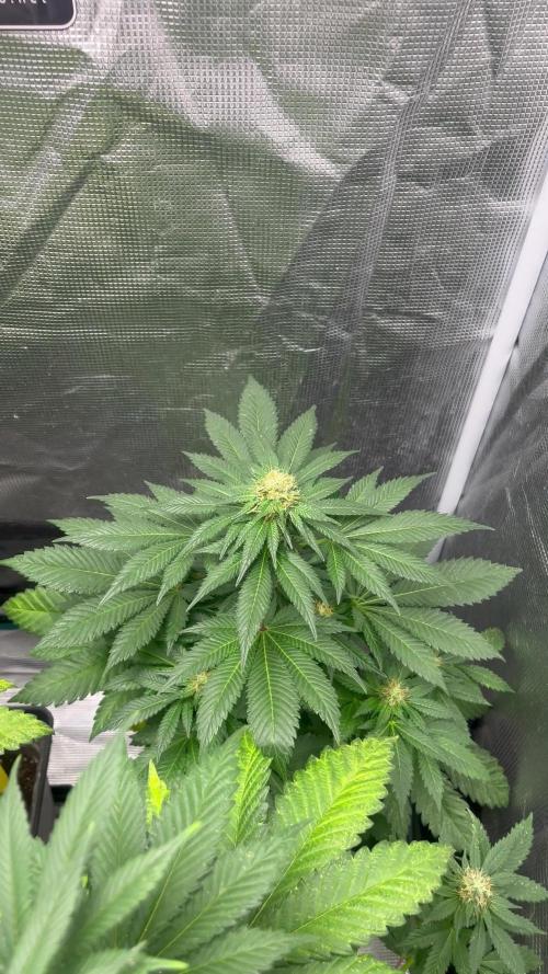 Monster Maker. Sweetseeds