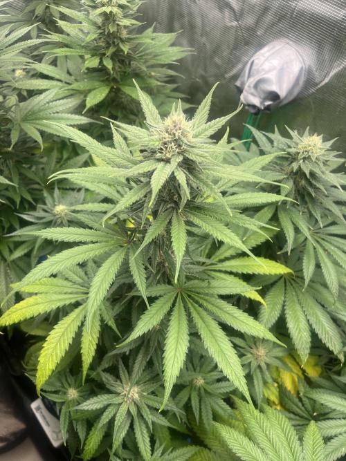 Gorilla Girl F1. Sweetseeds. Week 10