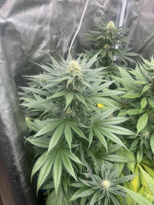 Gorilla Girl F1. Sweetseeds. Week 10