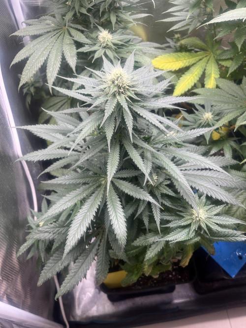 Gorilla Girl F1. Sweetseeds. Week 10