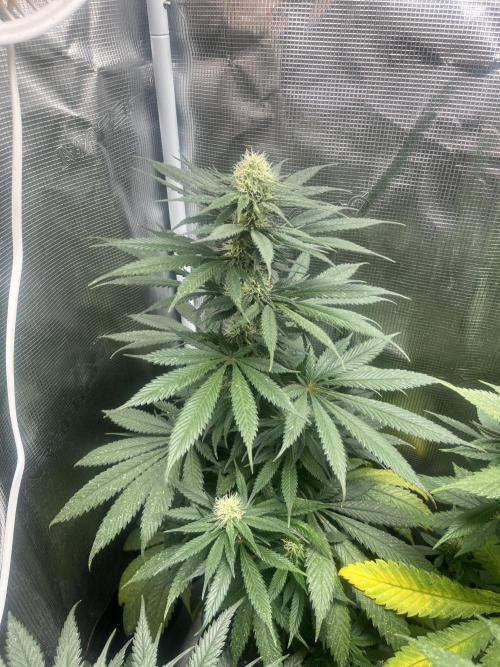 Gorilla Girl F1. Sweetseeds. Week 10