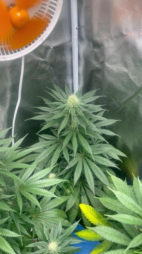 Gorilla Girl F1. Sweetseeds