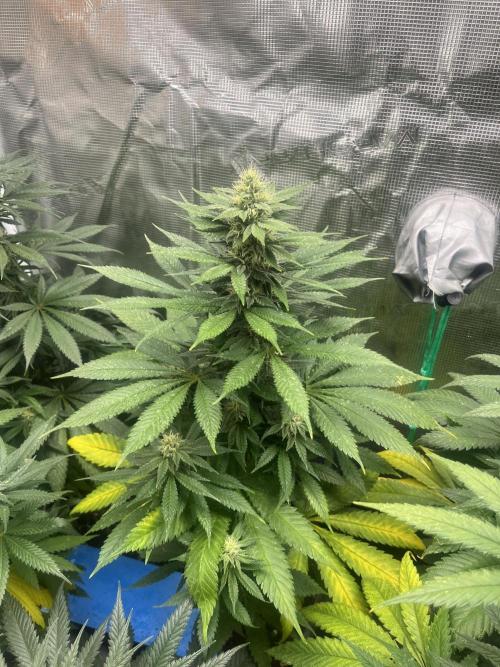 Mental Rainbow fast. Sweetseeds. Week 10
