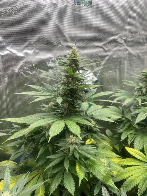 Mental Rainbow fast. Sweetseeds. Week 10
