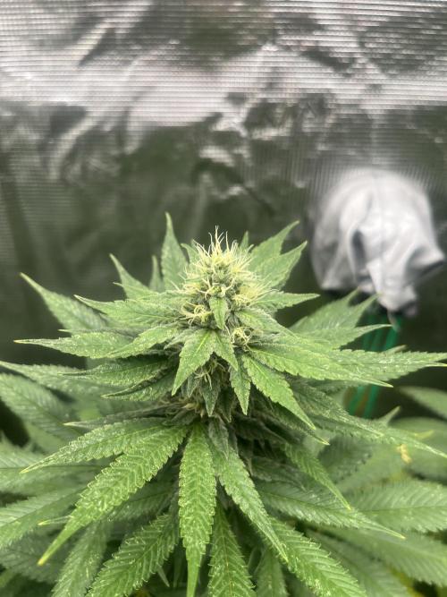 Mental Rainbow fast. Sweetseeds. Week 10