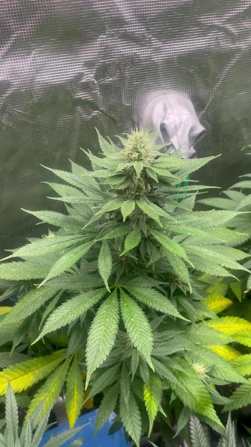 Mental Rainbow fast. Sweetseeds
