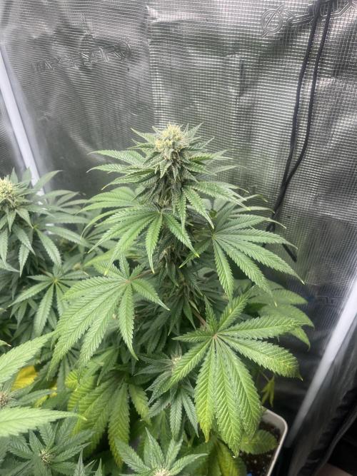 Purple Lemonade FF. Fastbuds. Week 10