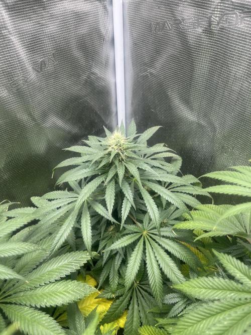 Purple Lemonade FF. Fastbuds. Week 10