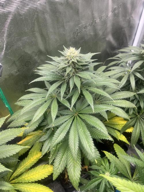 Purple Lemonade FF. Fastbuds. Week 10
