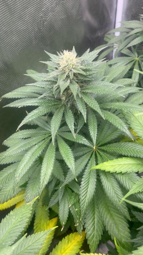 Purple Lemonade FF. Fastbuds
