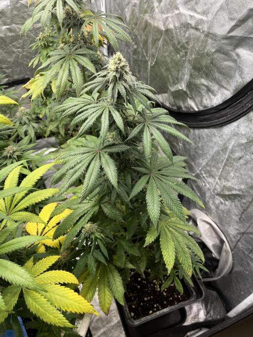 F.U.H. Seedstockers. Week 11
