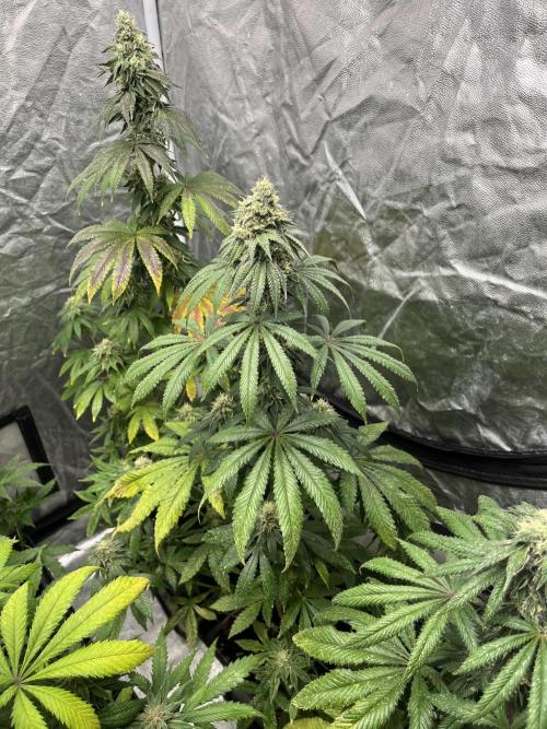 F.U.H. Seedstockers. Week 11