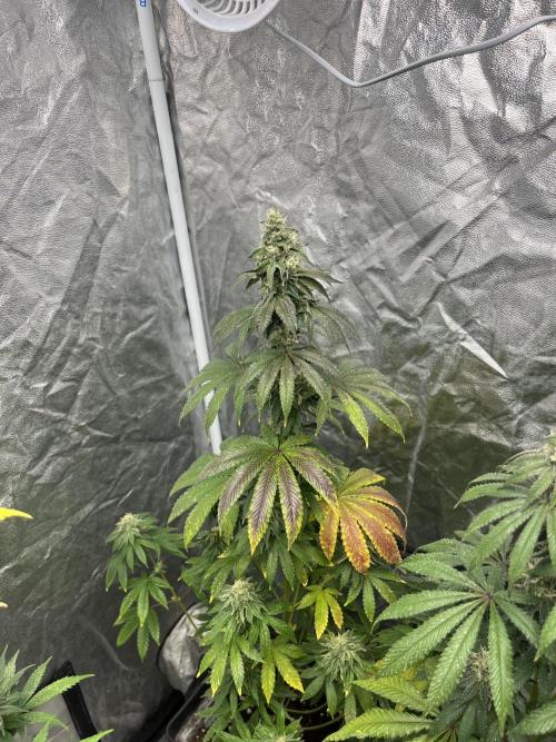 F.U.H. Seedstockers. Week 11