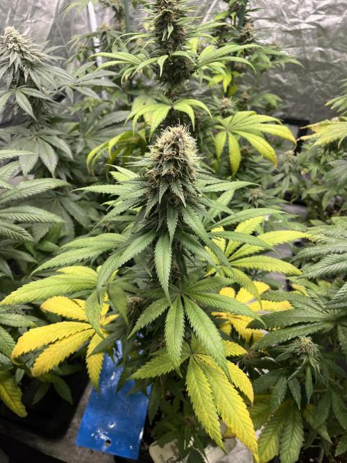 Forbidden Mochi. Seedstockers. Week 11