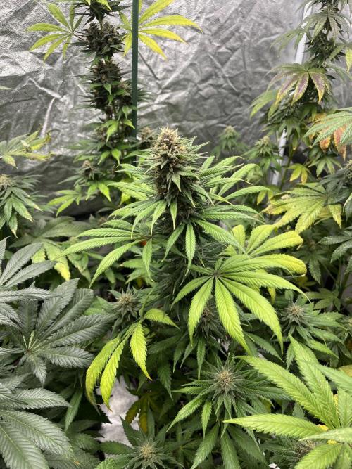 Forbidden Mochi. Seedstockers. Week 11