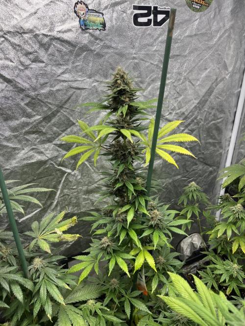 Forbidden Mochi. Seedstockers. Week 11