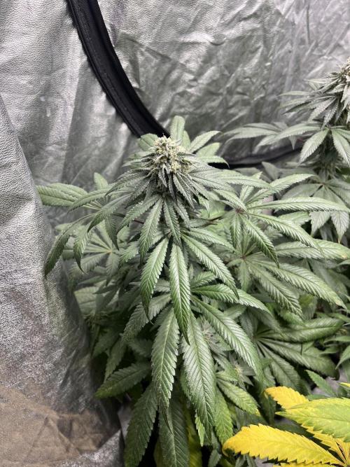 Mandarine Panties. Seedstockers. Week 11